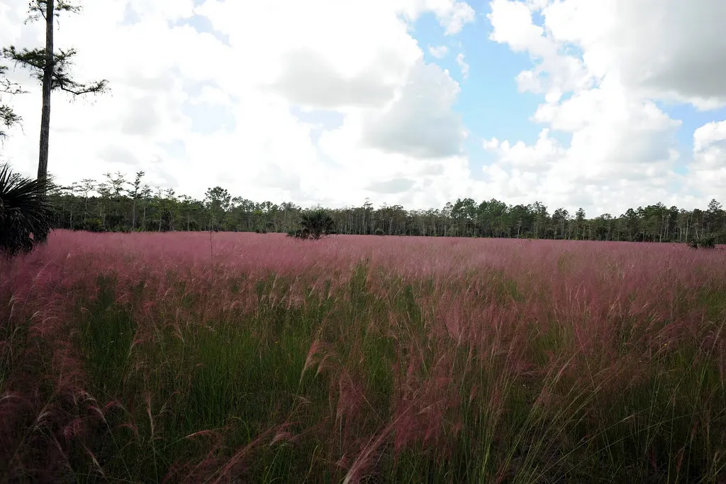 Pink Muhly (Muhlenbergia Capillaris) — feathery plumes of rosy-pink flowers