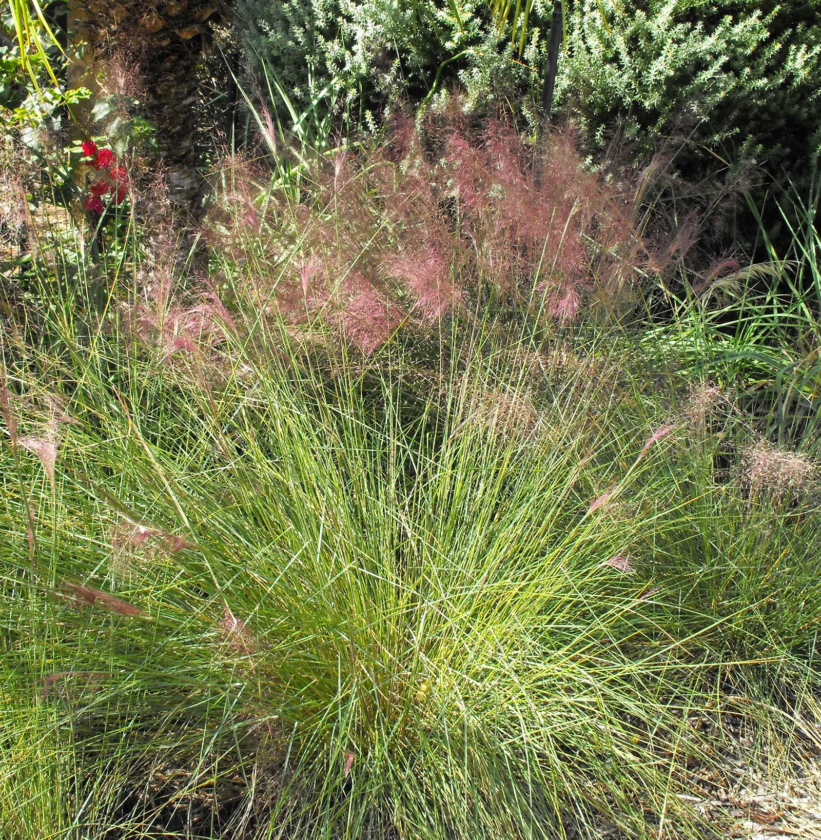 Pink Muhly (Muhlenbergia Capillaris) — It is also resistant to pests and diseases, adding to its desirability for easy-care landscapes