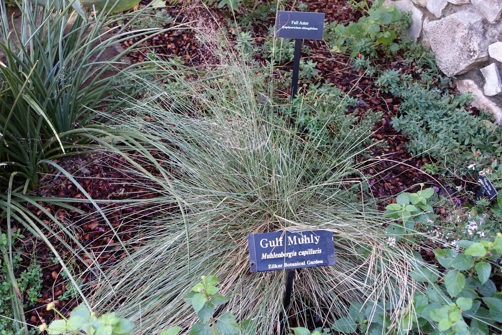 Pink Muhly (Muhlenbergia Capillaris) — embodying both beauty and resilience in the landscape
