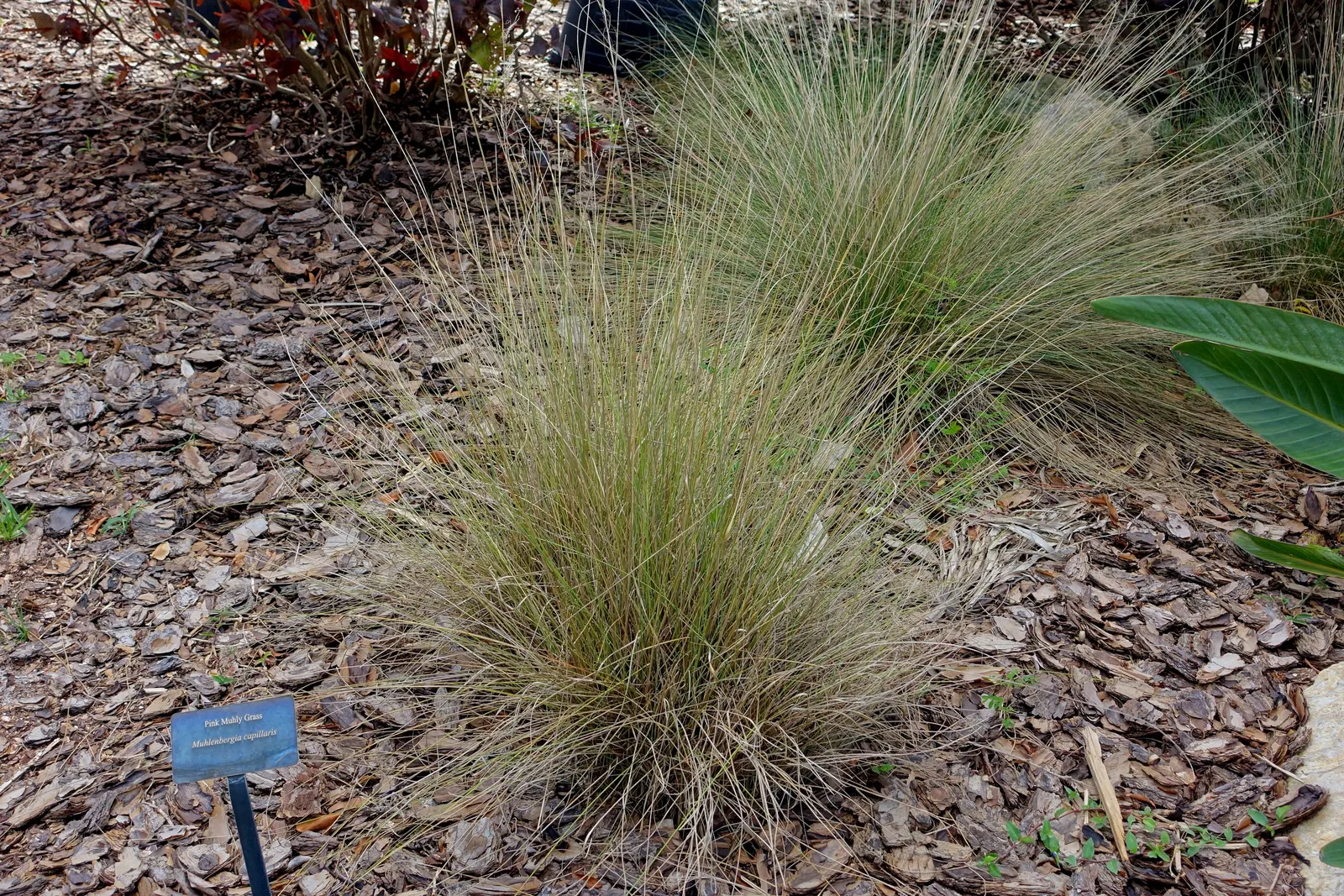 Pink Muhly (Muhlenbergia Capillaris) — This grass prefers full sun but can tolerate partial shade