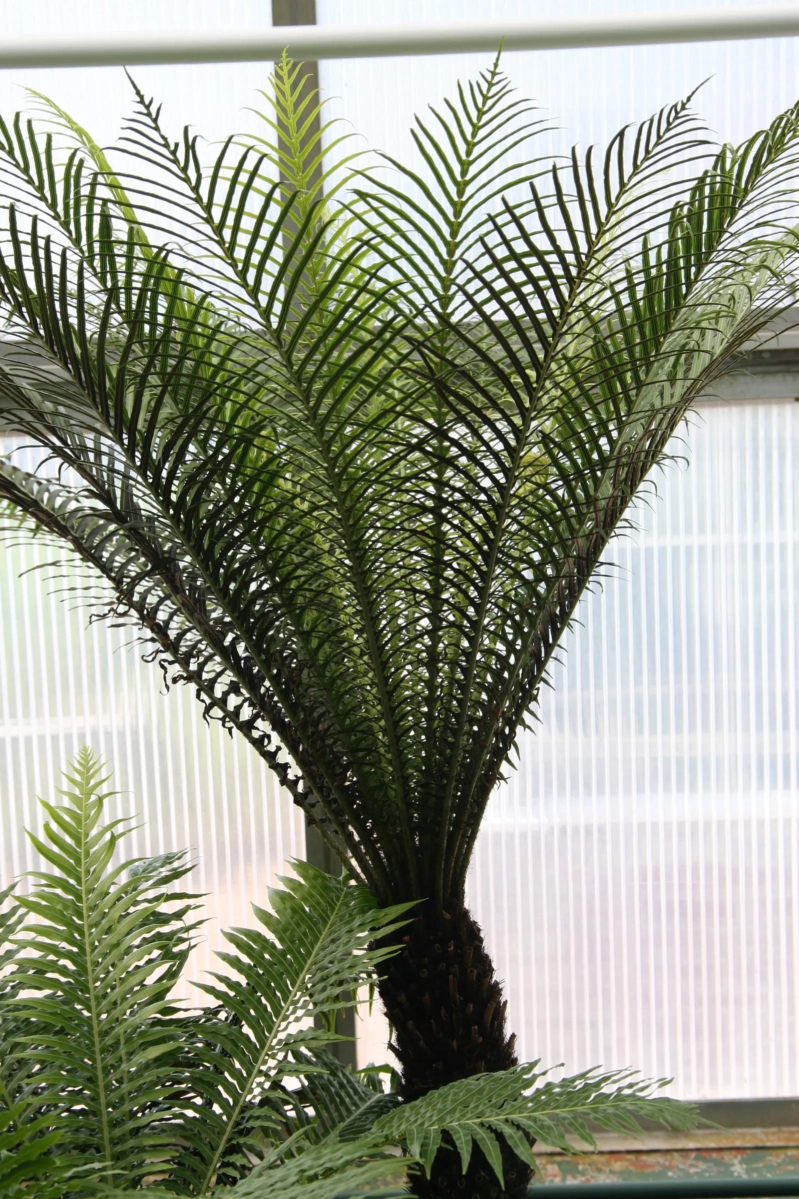 Dwarf Tree Fern (Blechnum Gibbum 'Silver Lady') — It prefers a sheltered position away from strong winds