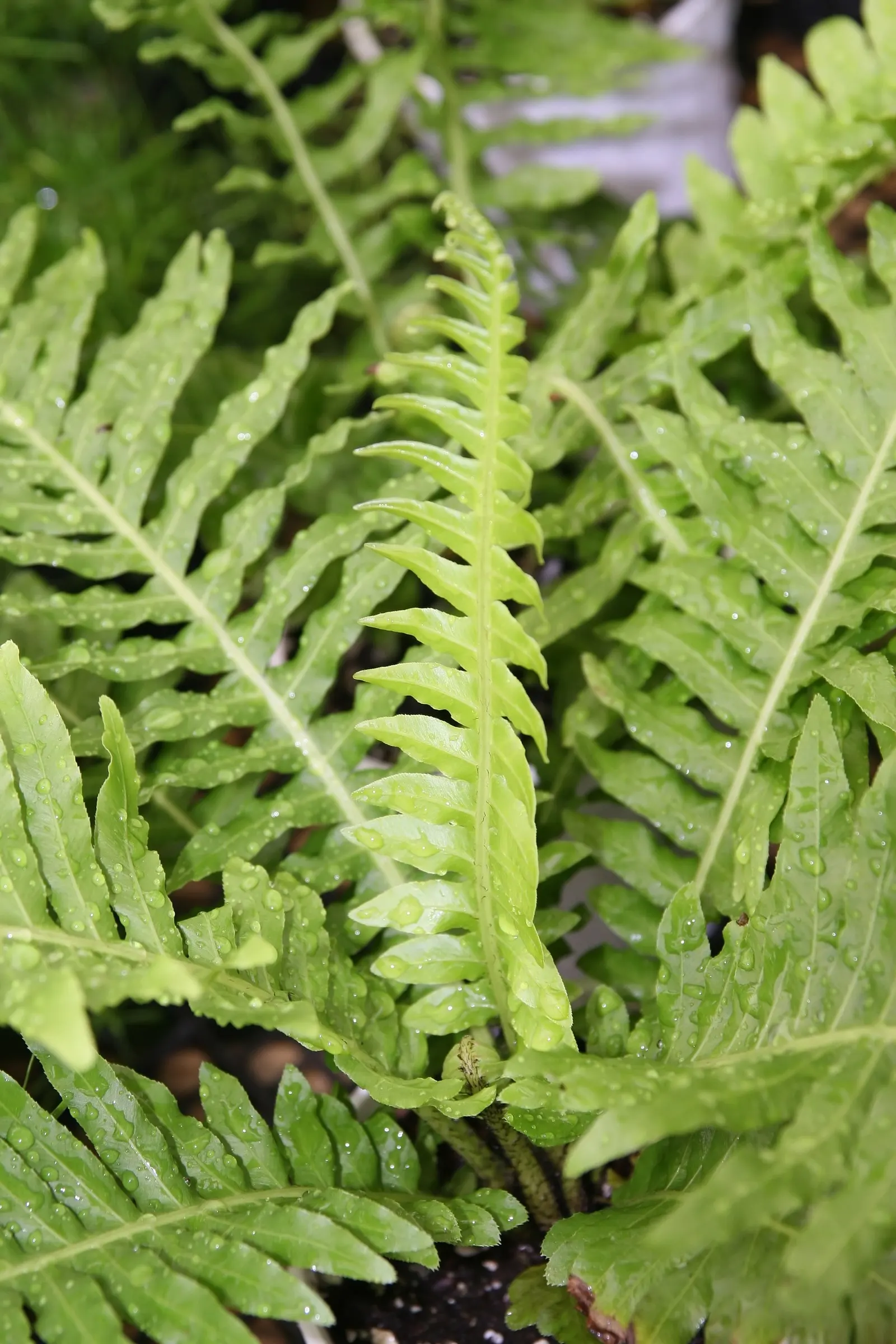 Dwarf Tree Fern (Blechnum Gibbum 'Silver Lady') — The Blechnum gibbum 'Silver Lady,' more commonly referred to as the Dwarf Tree Fern