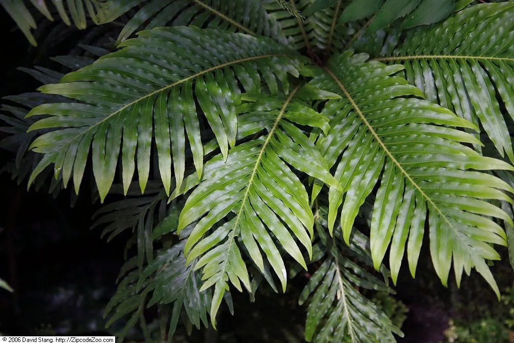 Dwarf Tree Fern (Blechnum Gibbum 'Silver Lady') — Preferring partial shade and moist