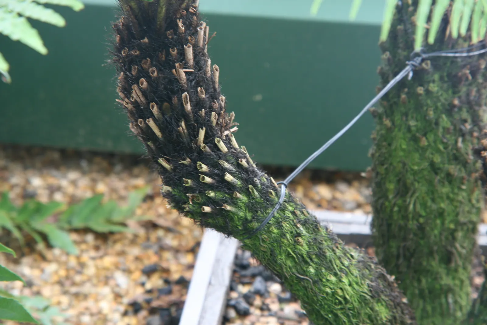 Dwarf Tree Fern (Blechnum Gibbum 'Silver Lady') — it's ideal for understory planting and shaded garden accents; fern for half or shade