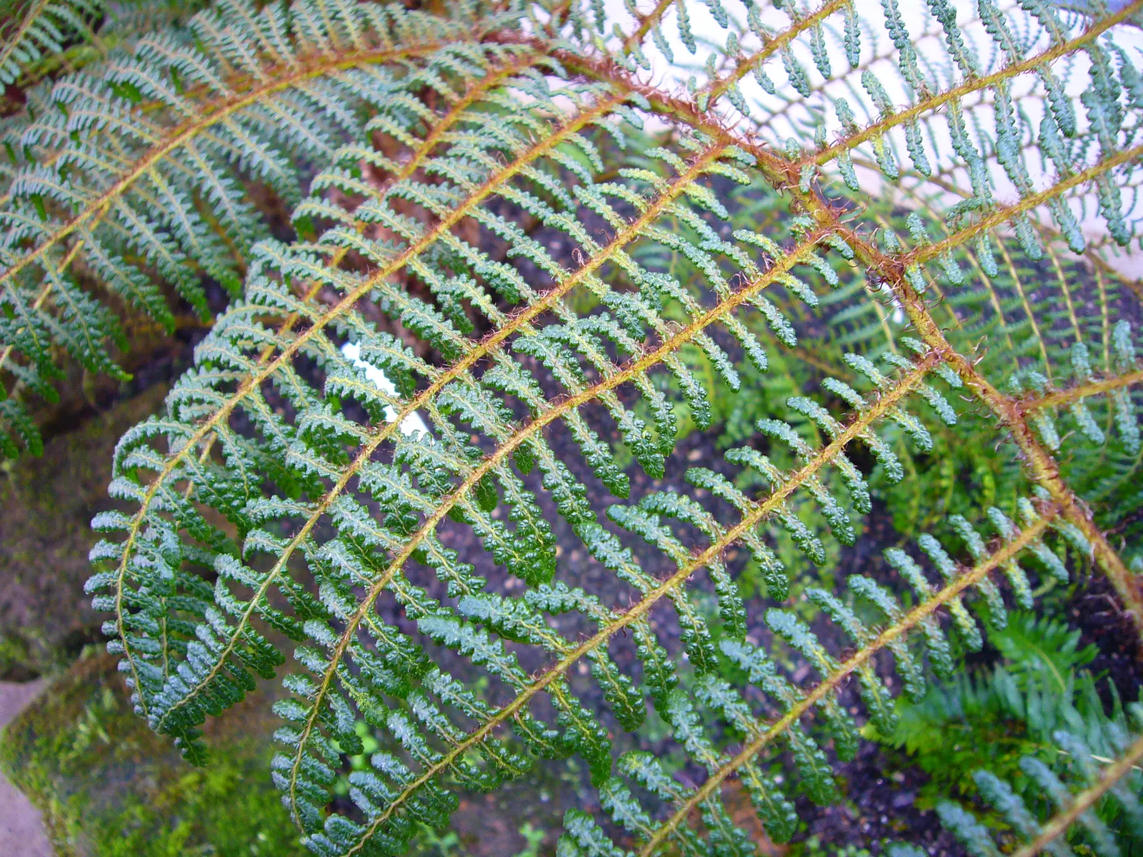 Dwarf Tree Fern (Blechnum Gibbum 'Silver Lady') — With its low-maintenance needs and compact form