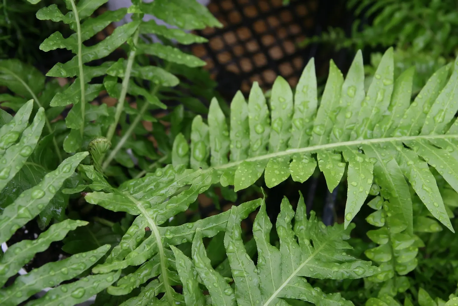 Dwarf Tree Fern (Blechnum Gibbum 'Silver Lady') — Perfect for compact spaces seeking a tropical touch
