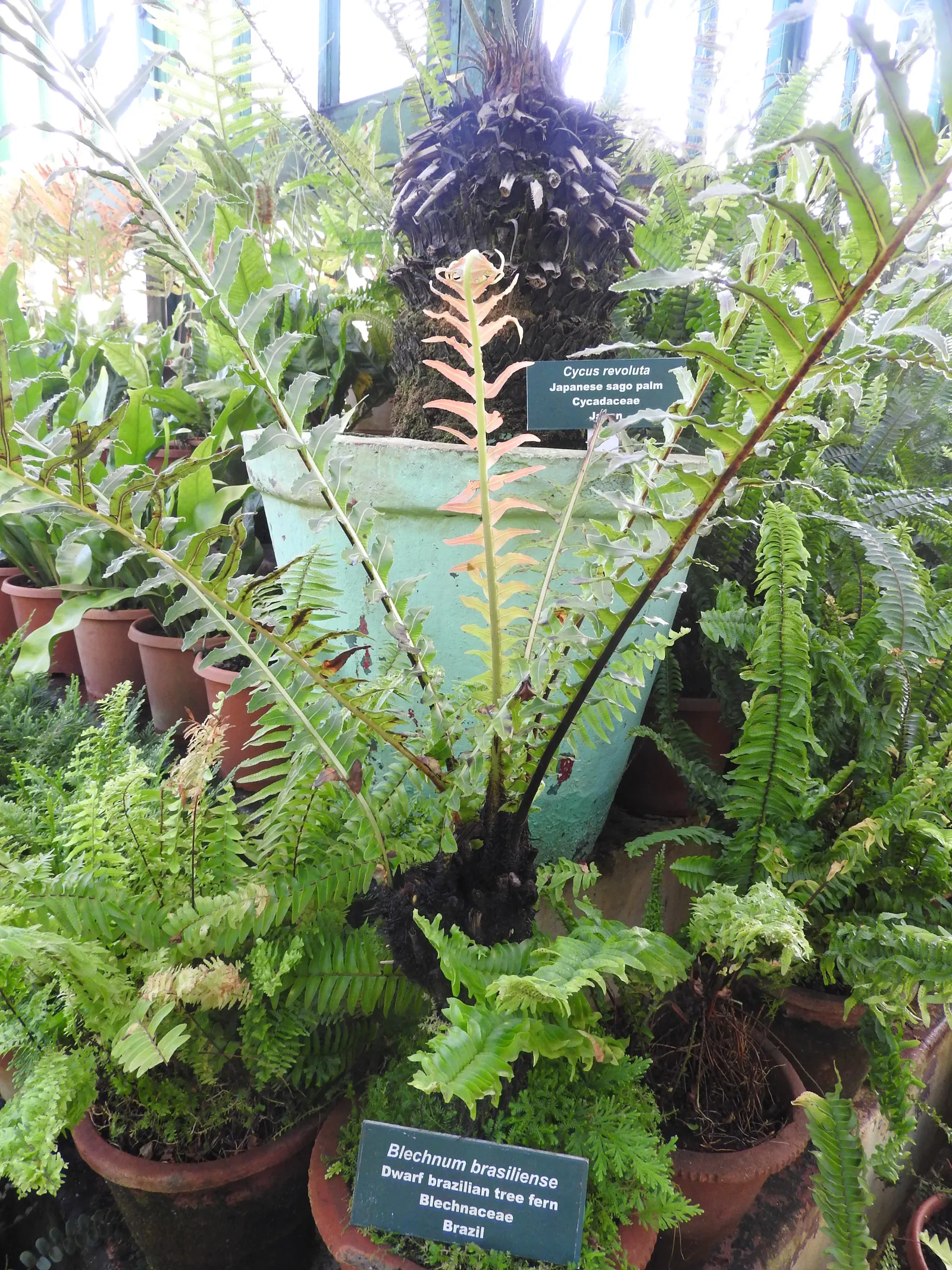 Dwarf Tree Fern (Blechnum Gibbum 'Silver Lady') — Its arching fronds create a fountain-like effect, displaying vibrant green, feathery leaves; displaying a