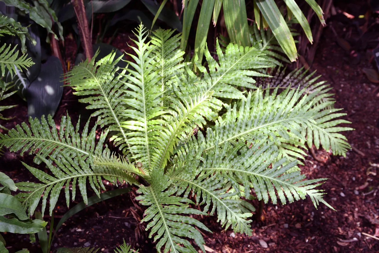 Dwarf Tree Fern (Blechnum Gibbum 'Silver Lady') — Typically reaching a manageable height of up to 4 feet and a crown width of around 2 to 3 feet