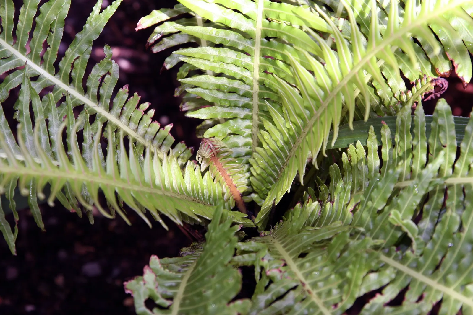 Dwarf Tree Fern (Blechnum Gibbum 'Silver Lady') — the Silver Lady thrives in USDA Hardiness Zones 9 to 11