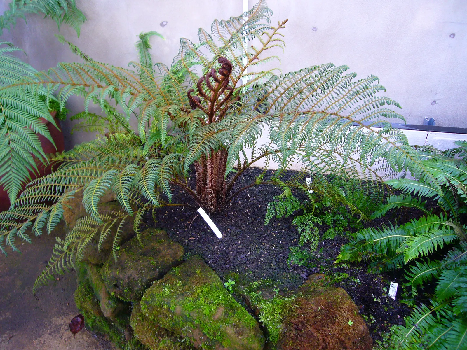 Dwarf Tree Fern (Blechnum Gibbum 'Silver Lady') — so well-draining soil rich in organic matter is ideal