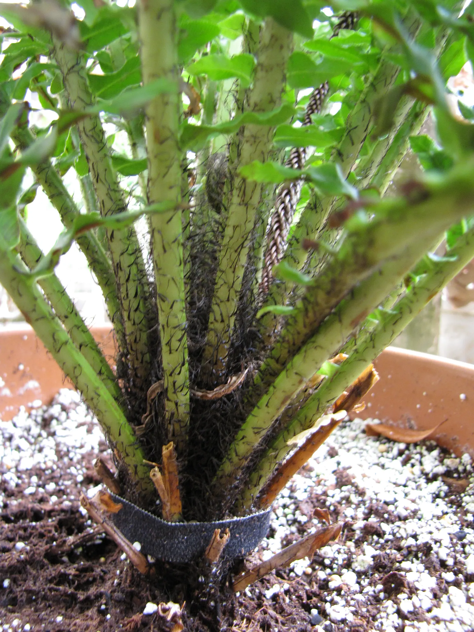 Dwarf Tree Fern (Blechnum Gibbum 'Silver Lady') — The Silver Lady stands out with its tidy growth habit and smooth