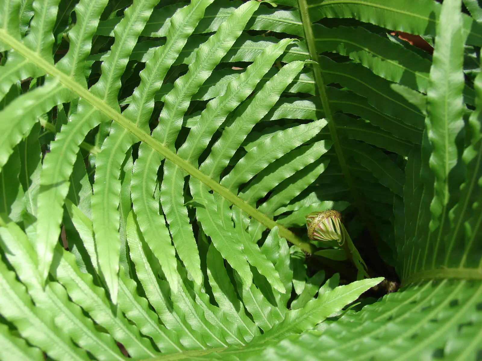 Dwarf Tree Fern (Blechnum Gibbum 'Silver Lady') — silver-green upright rhizome that resembles a tiny tree trunk