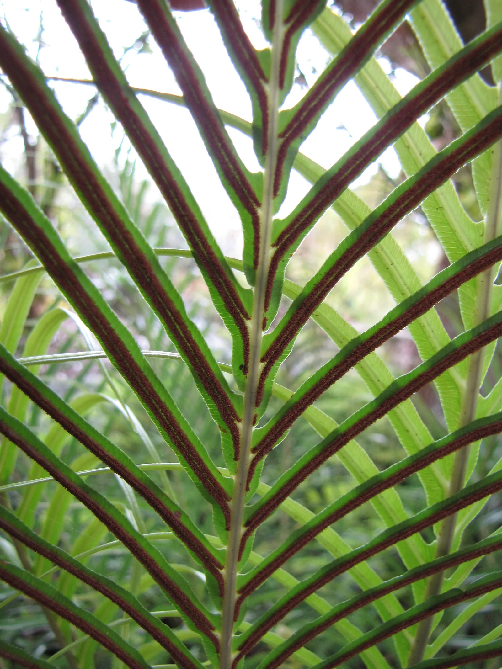 Dwarf Tree Fern (Blechnum Gibbum 'Silver Lady') — Preferring partial shade and moist; where it can avoid the harshness of direct sunlight