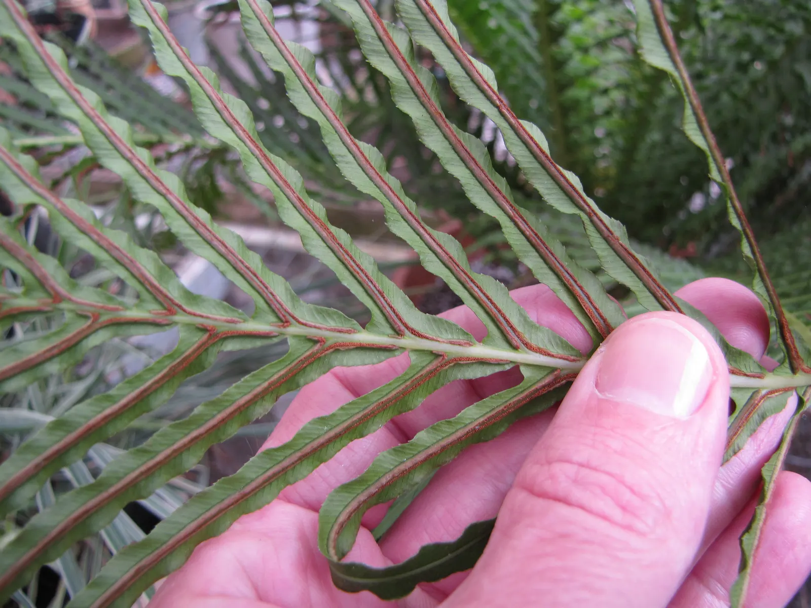 Dwarf Tree Fern (Blechnum Gibbum 'Silver Lady') — is a diminutive yet striking specimen ideal for adding an element of lush