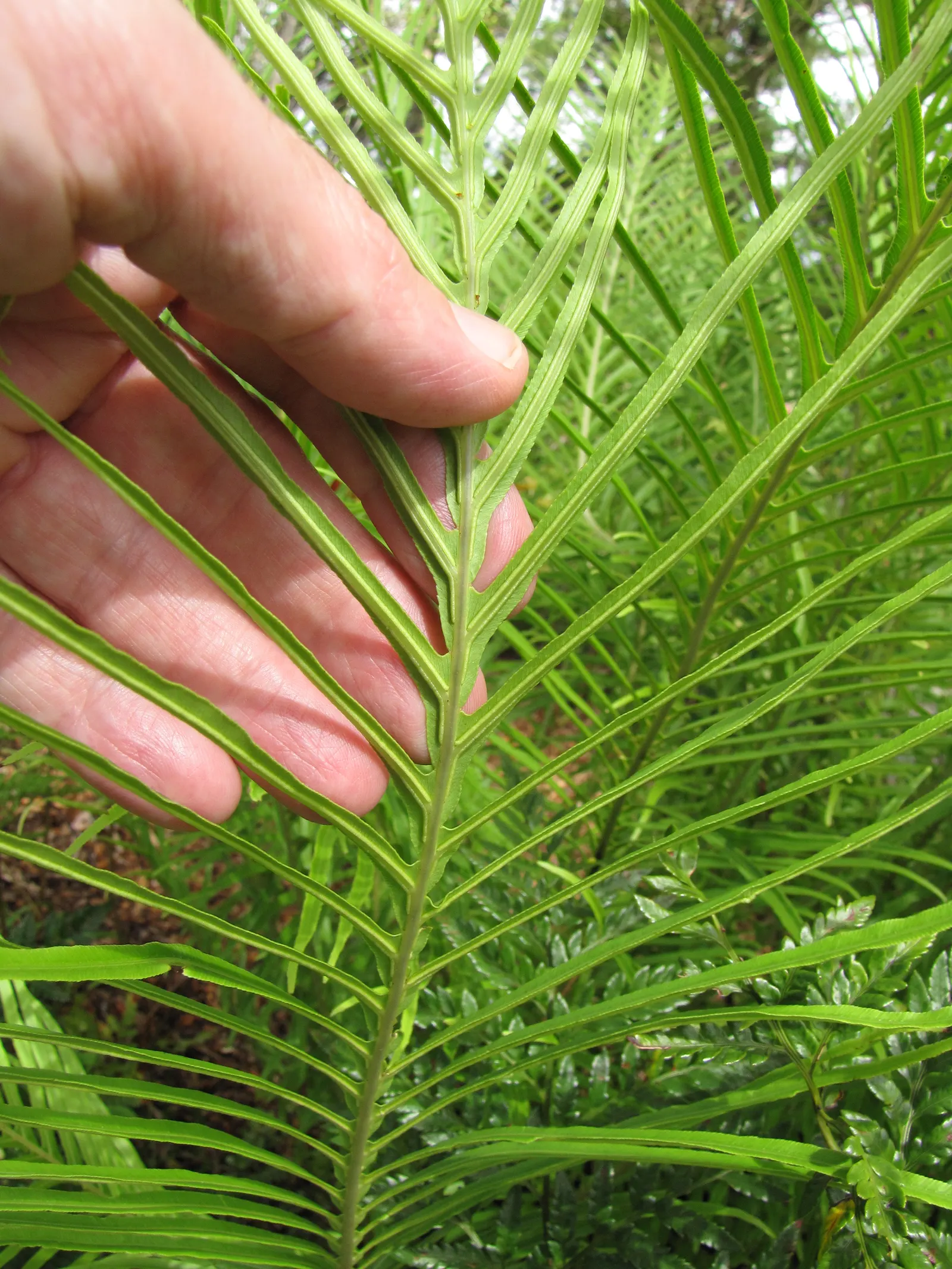 Dwarf Tree Fern (Blechnum Gibbum 'Silver Lady') — Blechnum gibbum 'Silver Lady,' a lush, dwarf tree fern, reaches 3-4 feet tall with a similar spread