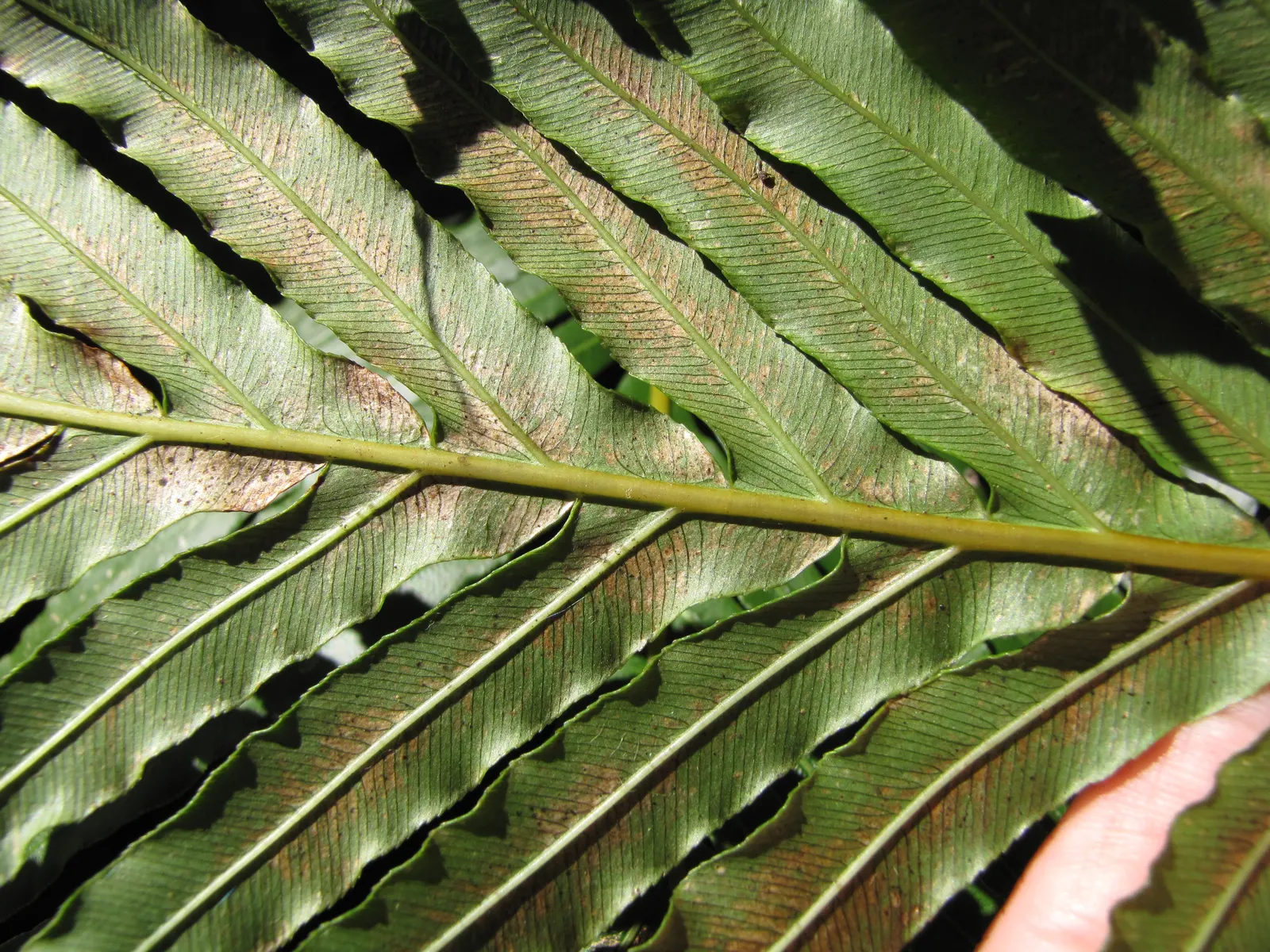 Dwarf Tree Fern (Blechnum Gibbum 'Silver Lady') — it's ideal for understory planting and shaded garden accents