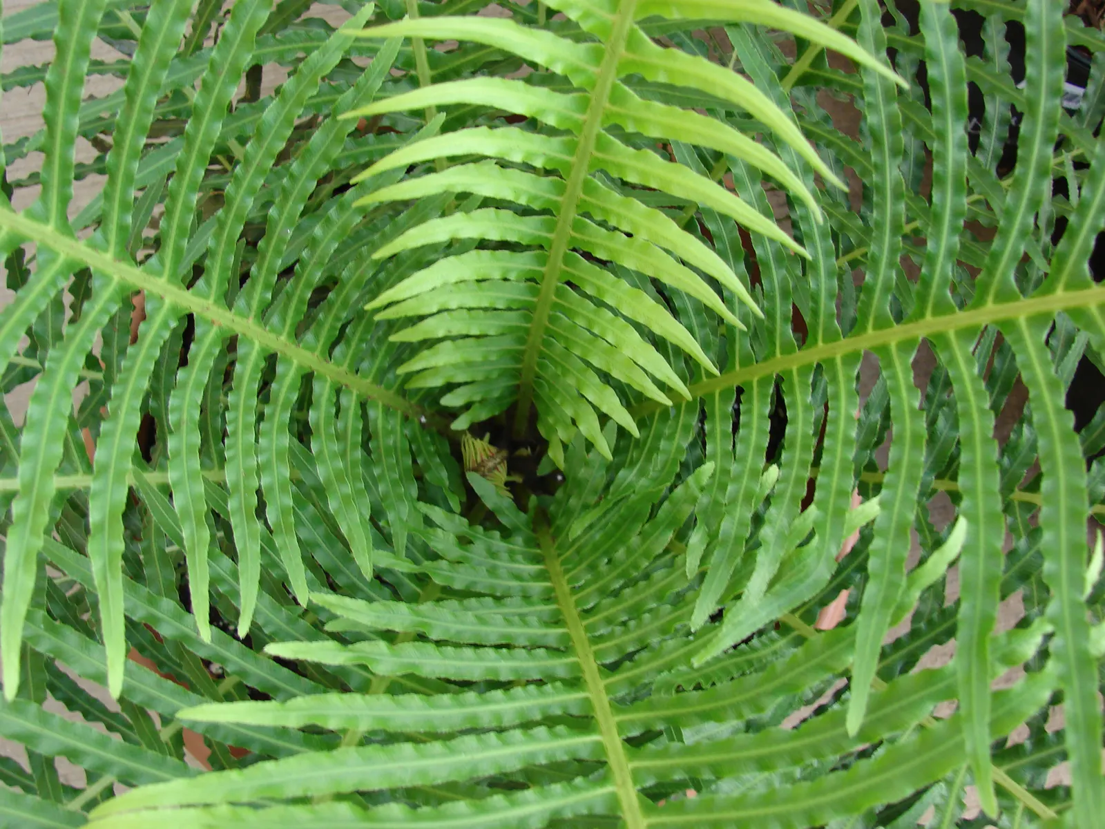 Dwarf Tree Fern (Blechnum Gibbum 'Silver Lady') — tropical drama to your landscape design
