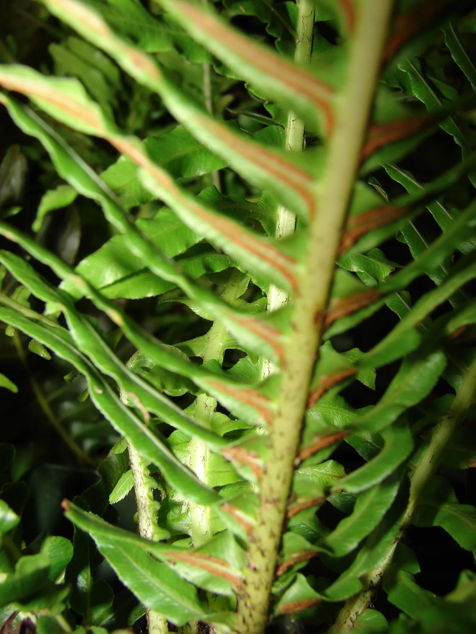 Dwarf Tree Fern (Blechnum Gibbum 'Silver Lady') — A top layer of mulch can also be beneficial in retaining soil moisture and keeping the roots cool