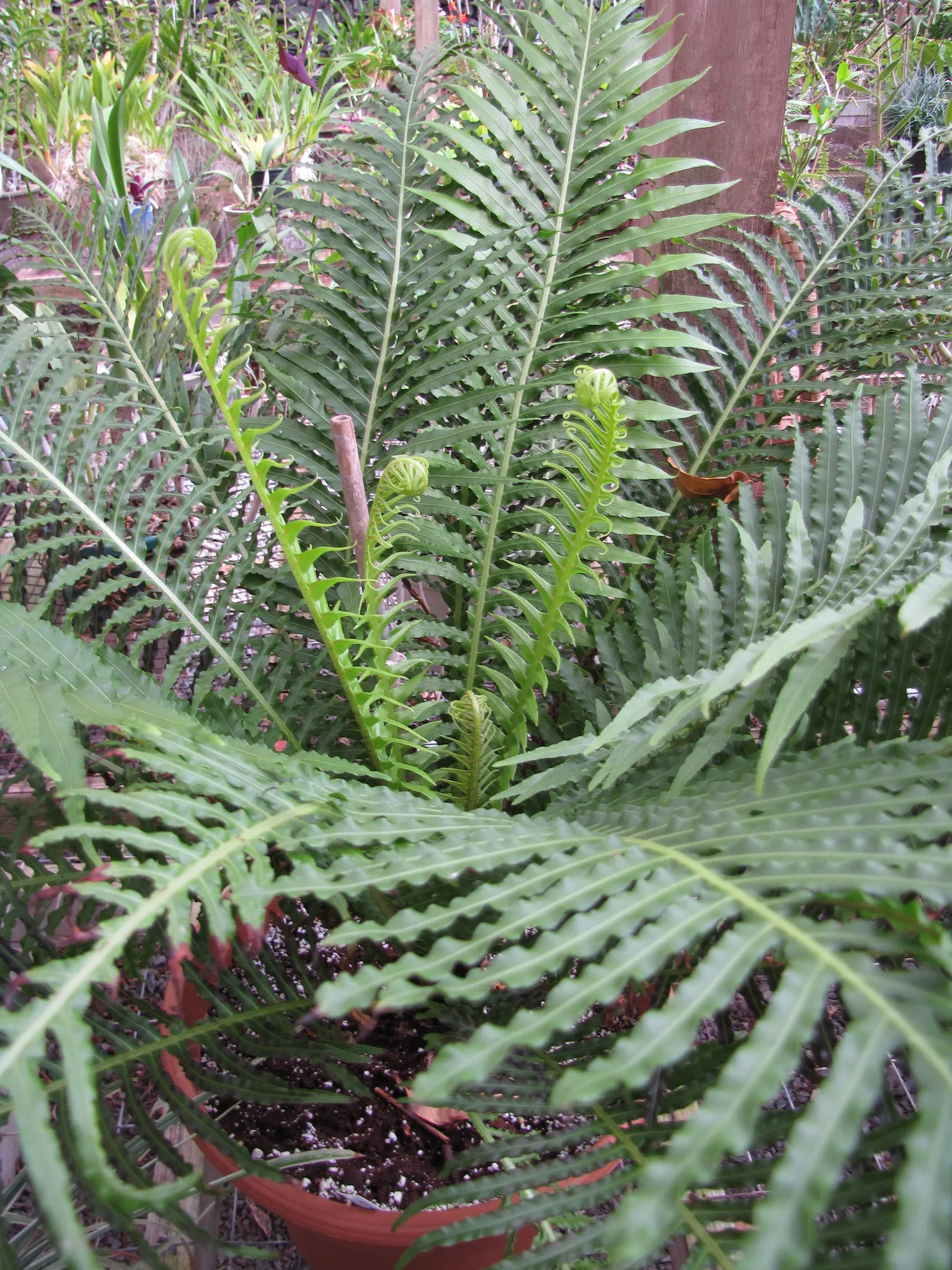 Dwarf Tree Fern (Blechnum Gibbum 'Silver Lady') — Blechnum gibbum 'Silver Lady,' a lush, dwarf tree fern, reaches 3-4 feet tall with a similar spread; it's