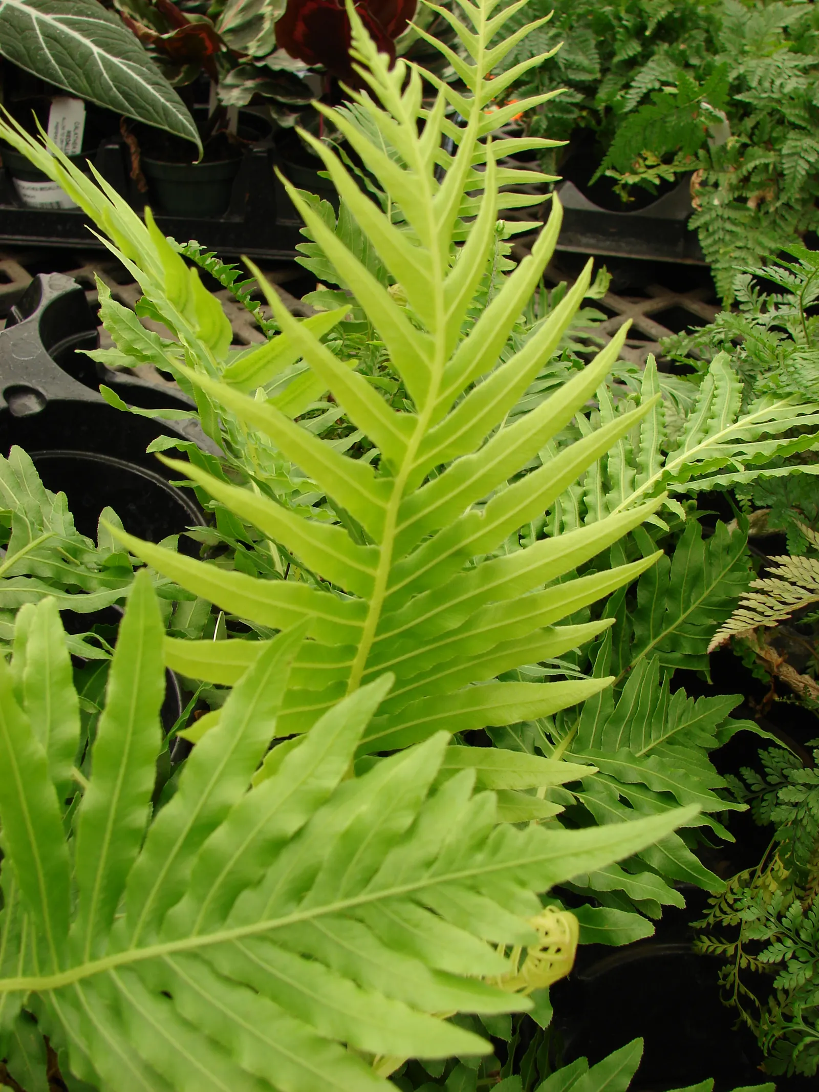 Dwarf Tree Fern (Blechnum Gibbum 'Silver Lady') — lending it an alluring miniature-tree appearance.<br><br>Being a relatively cold-sensitive fern