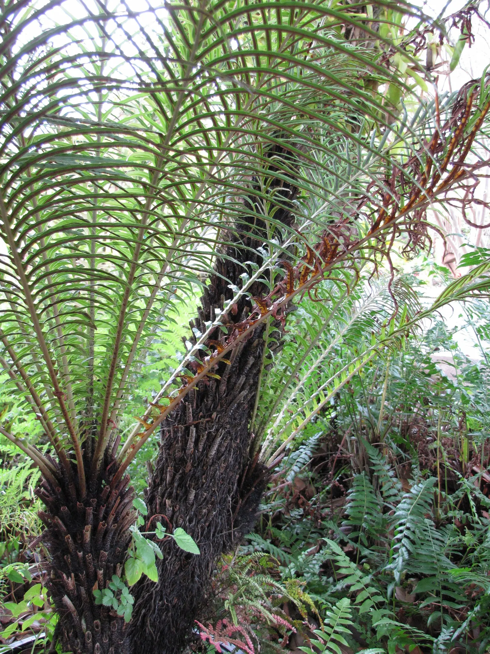 Dwarf Tree Fern (Blechnum Gibbum 'Silver Lady') — Consistent moisture is key to this fern's vitality