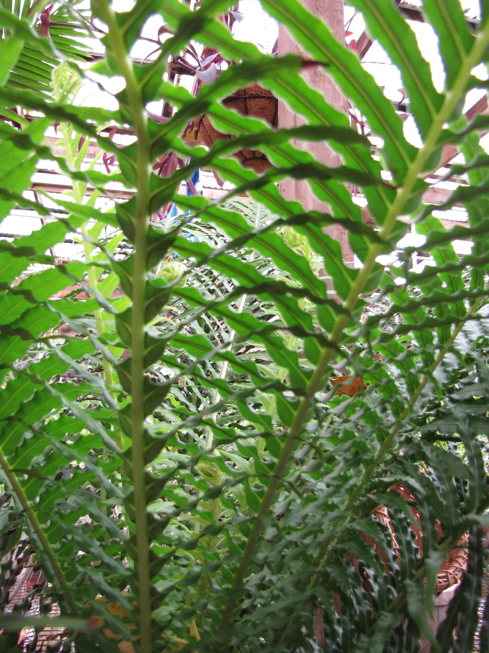 Dwarf Tree Fern (Blechnum Gibbum 'Silver Lady') — Its arching fronds create a fountain-like effect, displaying vibrant green, feathery leaves