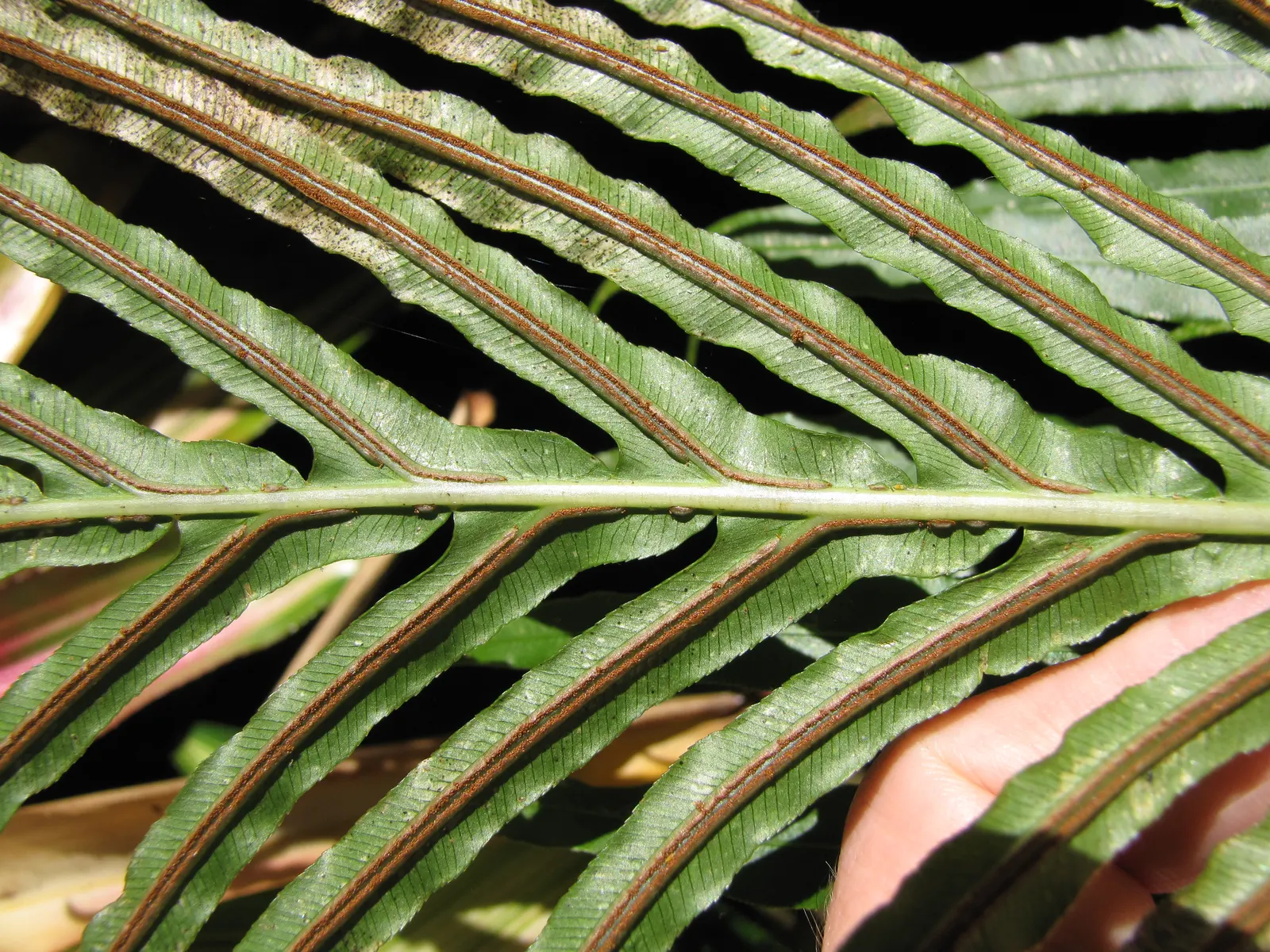 Dwarf Tree Fern (Blechnum Gibbum 'Silver Lady') — Hardy in USDA zones 9-11, it offers year-round interest with minimal care