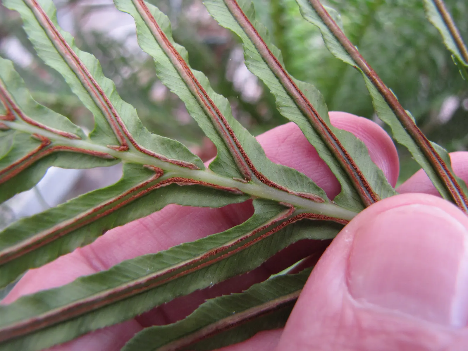 Dwarf Tree Fern (Blechnum Gibbum 'Silver Lady') — fern for half or shade
