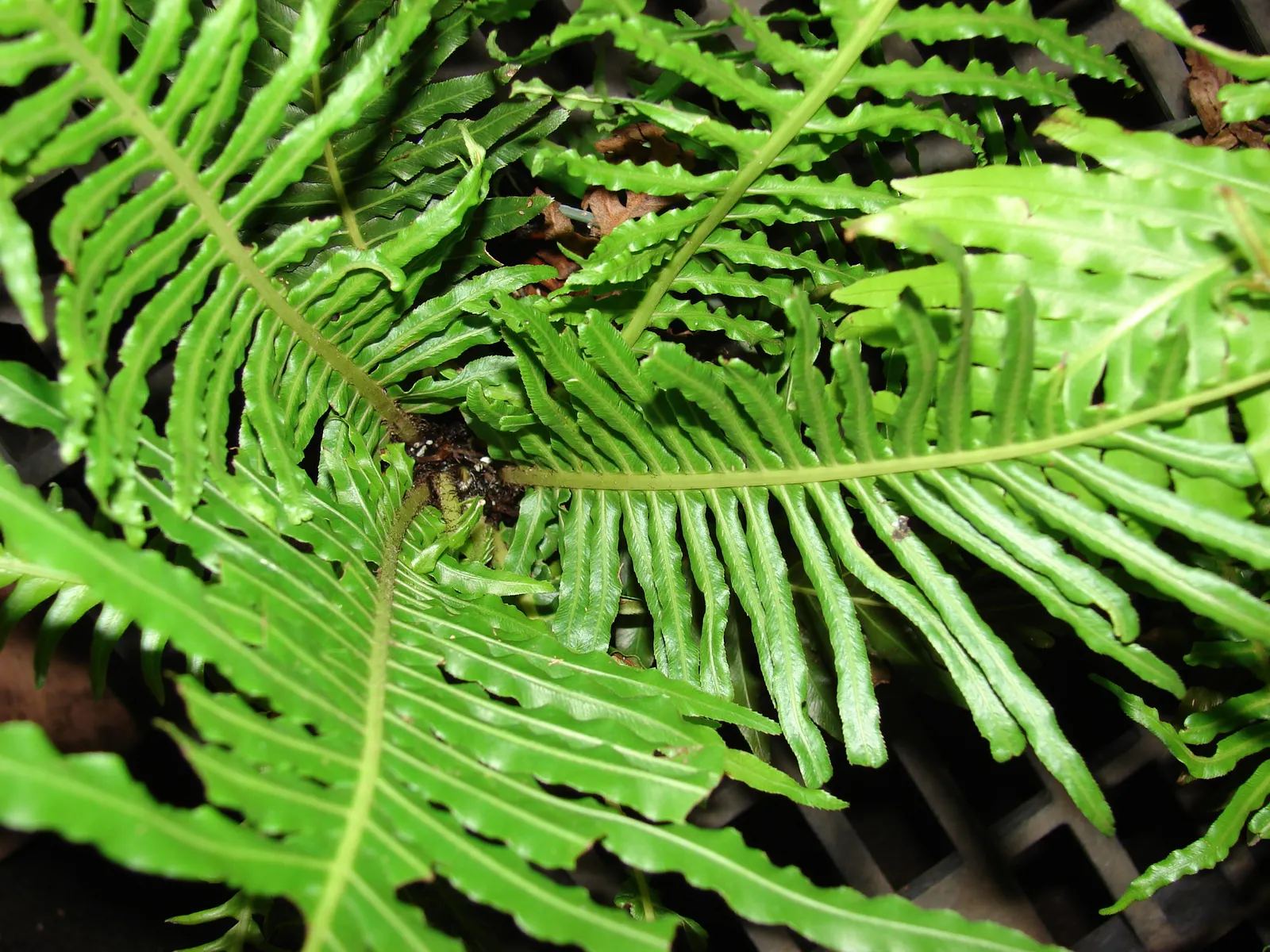 Dwarf Tree Fern (Blechnum Gibbum 'Silver Lady') — with regular watering to maintain evenly moist soil conditions