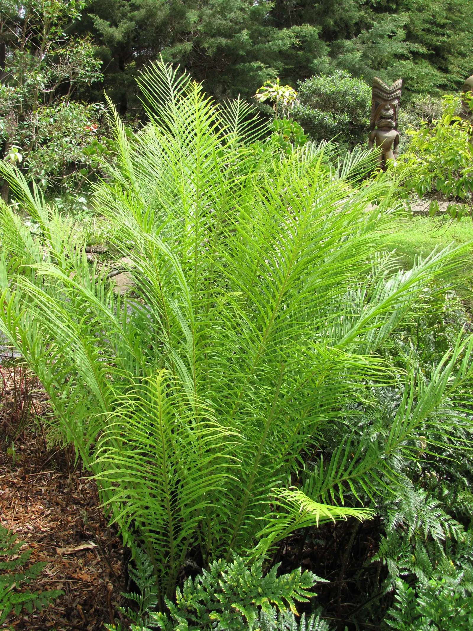 Dwarf Tree Fern (Blechnum Gibbum 'Silver Lady') — where it can avoid the harshness of direct sunlight