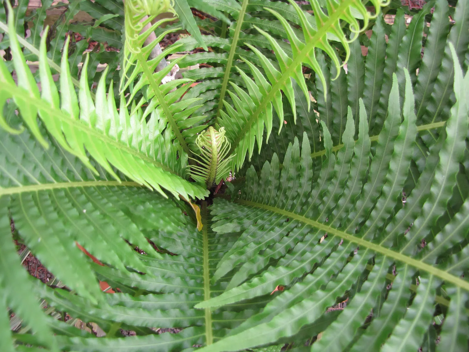 Dwarf Tree Fern (Blechnum Gibbum 'Silver Lady') — especially during dry spells