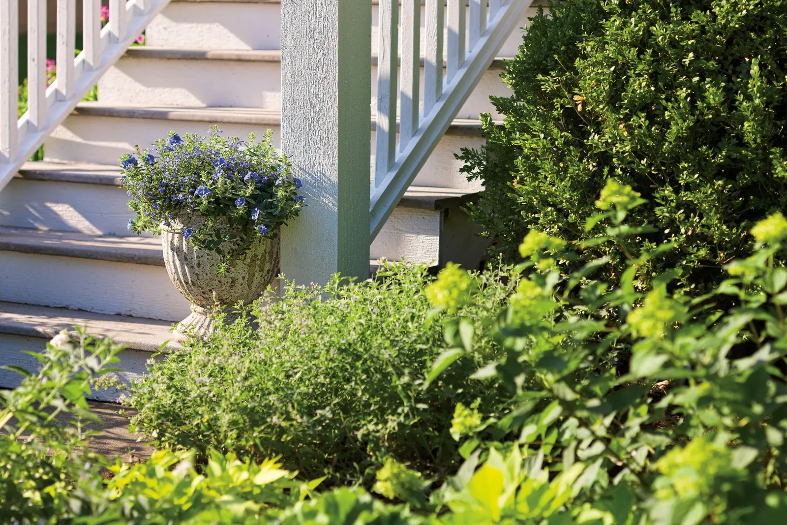 Blue My Mind® Dwarf Morning Glory (Evolvulus) — well-drained soil and steady moisture while establishing; deadheading is not needed