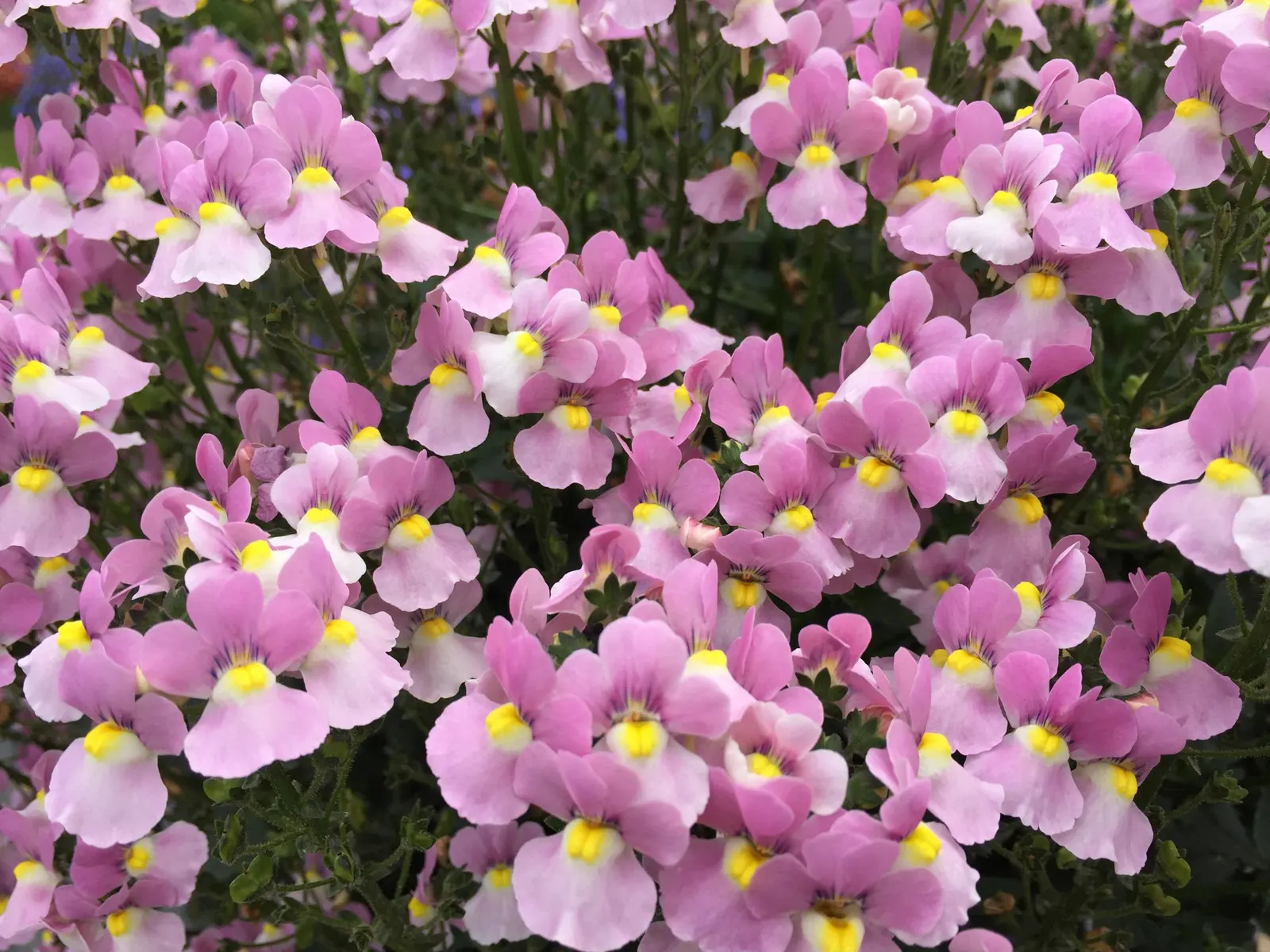Pink Nemesia (Nemesia fruticans) — If this happens a light trim to shape them would be good; plants may flush out of flower if night temperatures, image 23