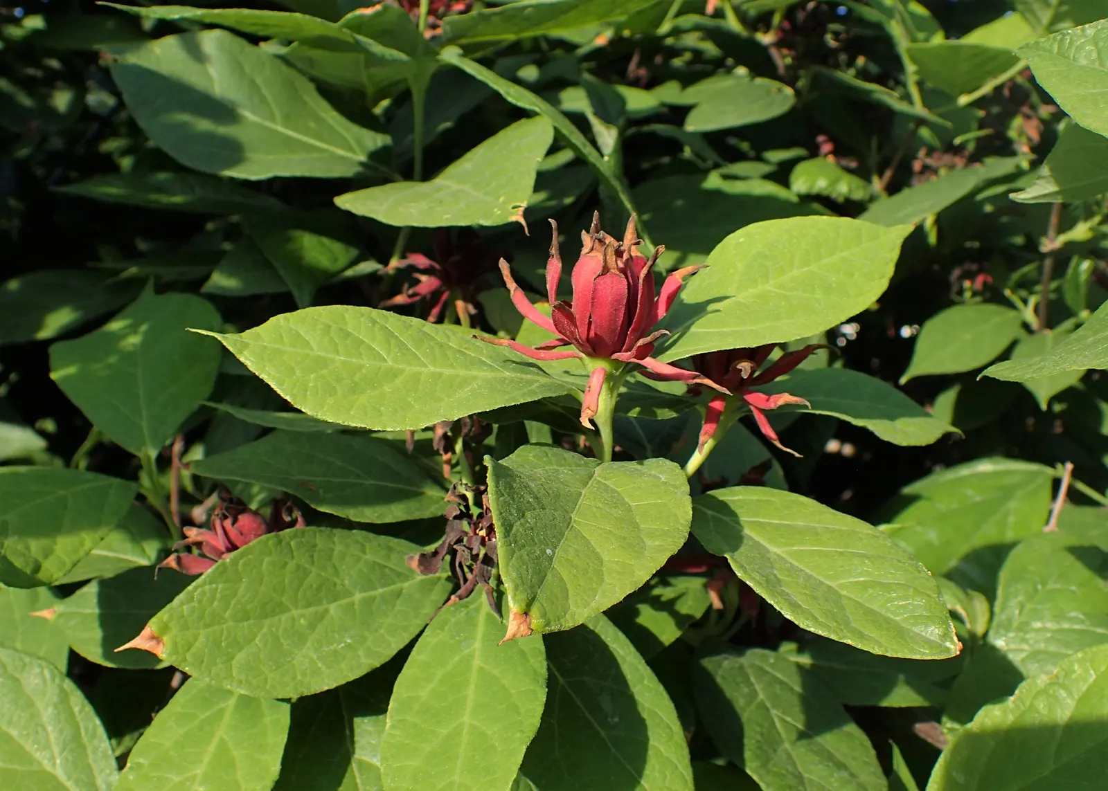 Carolina Allspice (Calycanthus Floridus) — shrub for full or half or shade; inform them that occasional pruning may be necessary to maintain the, image 66