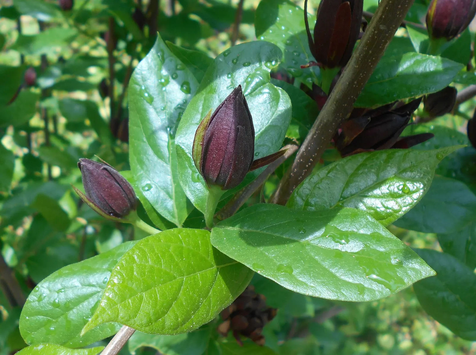 Carolina Allspice (Calycanthus Floridus) — it prefers full sun to partial shade and moist; typically reaches a mature height and spread of 6 to 9, image 49