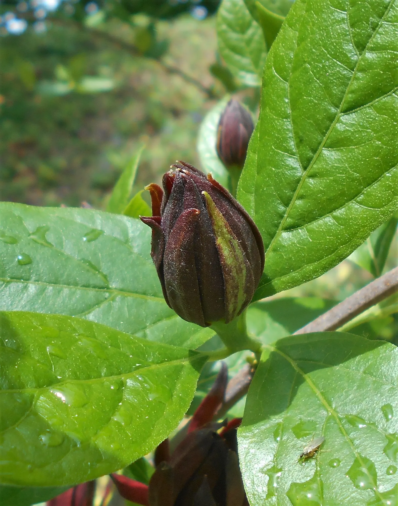 Carolina Allspice (Calycanthus Floridus) — scientifically known as Calycanthus floridus; thriving in hardiness zones 4-9, image 73