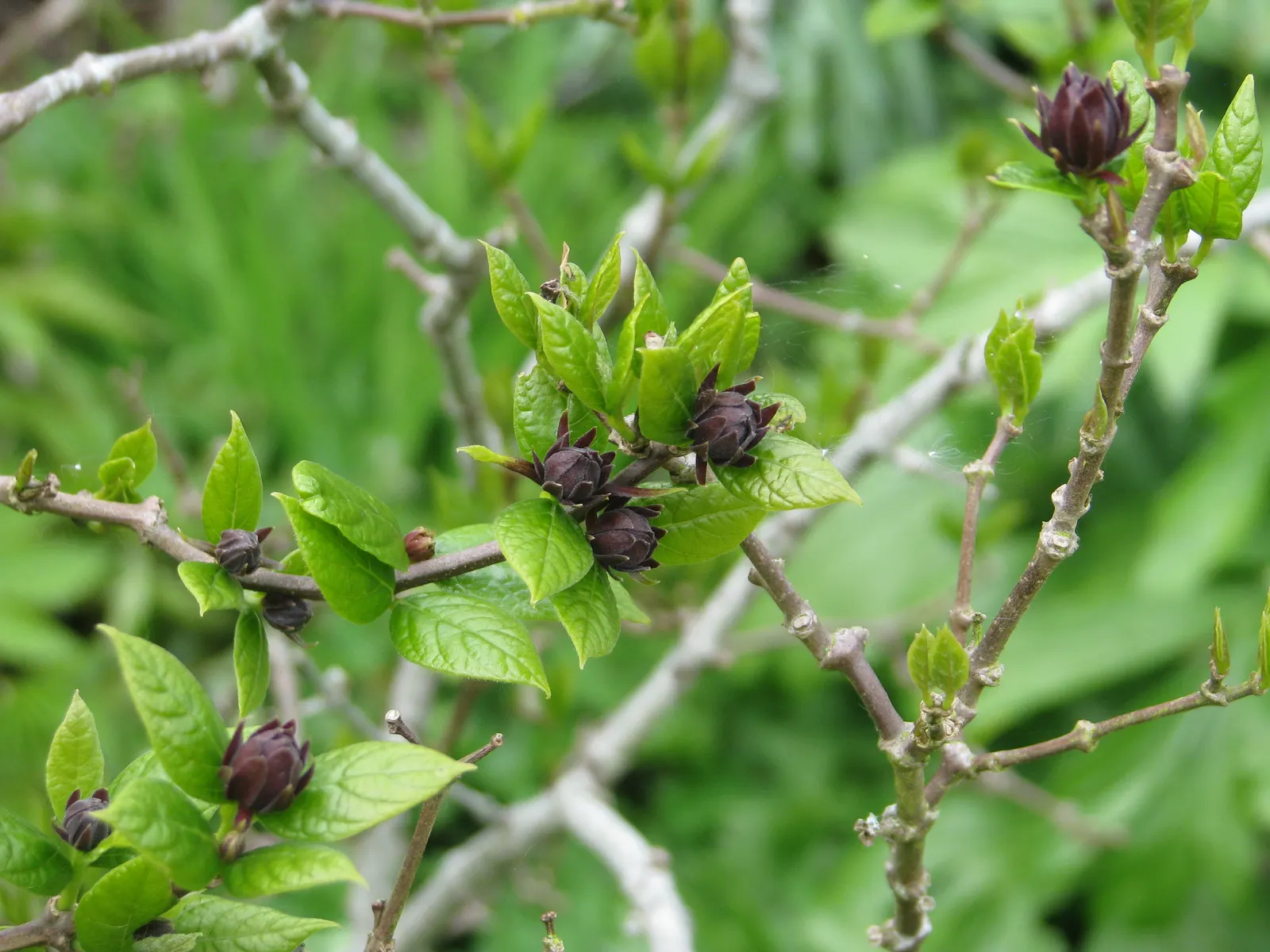Carolina Allspice (Calycanthus Floridus) — This multi-stemmed shrub adds a unique aromatic touch and visual interest to any landscape design