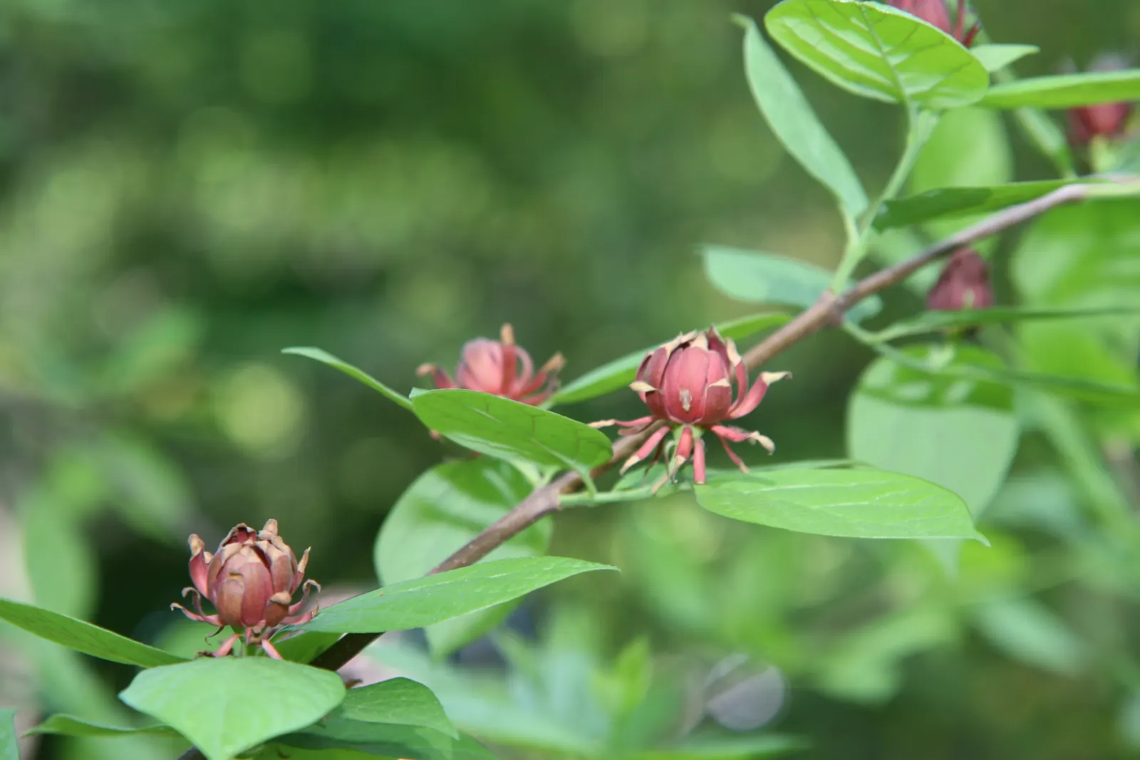 Carolina Allspice (Calycanthus Floridus) — is a versatile and aromatic shrub that brings both olfactory and visual appeal to landscape designs