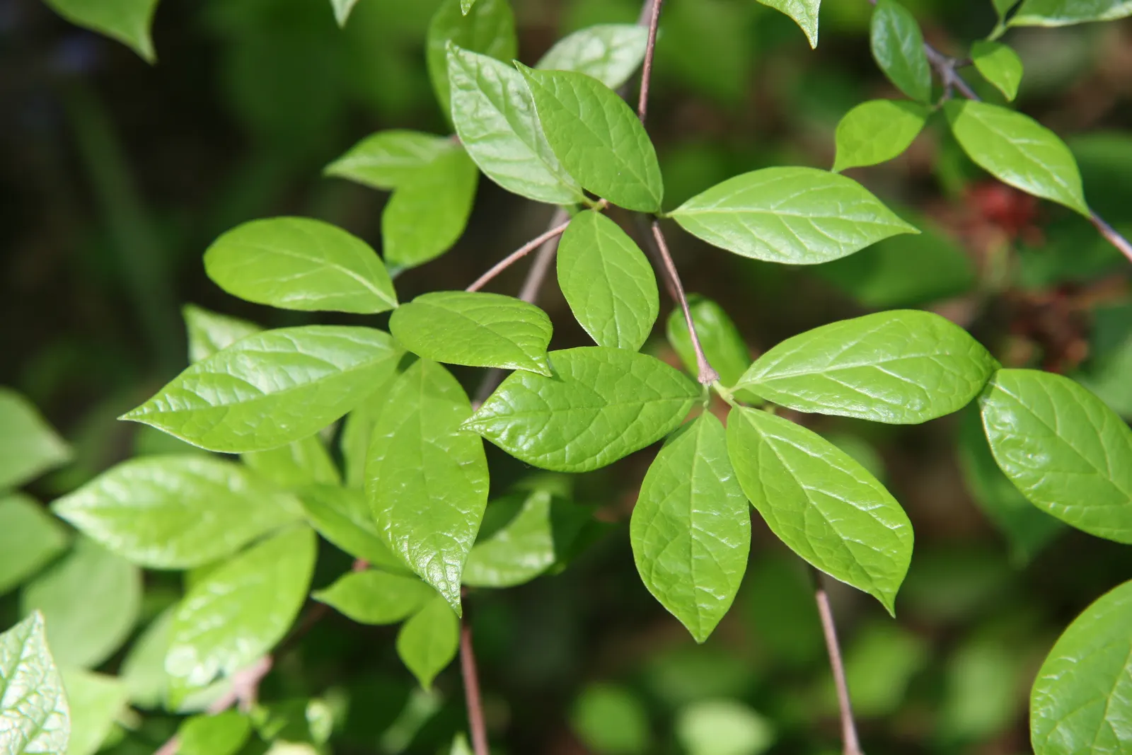 Carolina Allspice (Calycanthus Floridus) — or as a captivating specimen in mixed borders; shrub with red blooms