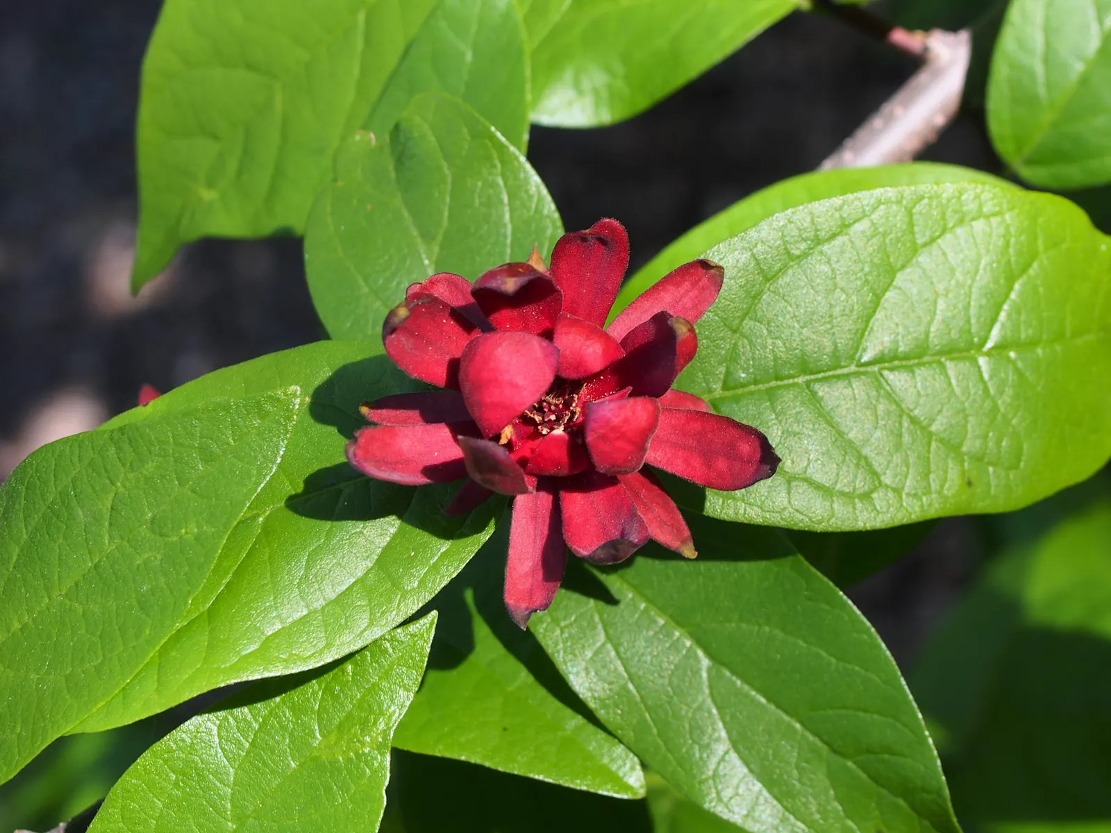 Carolina Allspice (Calycanthus Floridus) — it prefers full sun to partial shade and moist; typically reaches a mature height and spread of 6 to 9, image 93