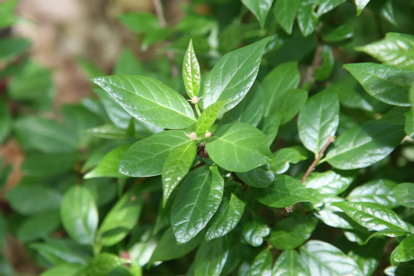 Carolina Allspice (Calycanthus Floridus) — it prefers full sun to partial shade and moist; typically reaches a mature height and spread of 6 to 9 feet