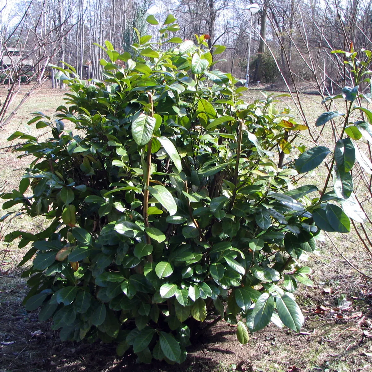 Carolina Allspice (Calycanthus Floridus) — It features maroon to reddish-brown blooms with a spicy fragrance, spanning 1-2 inches across