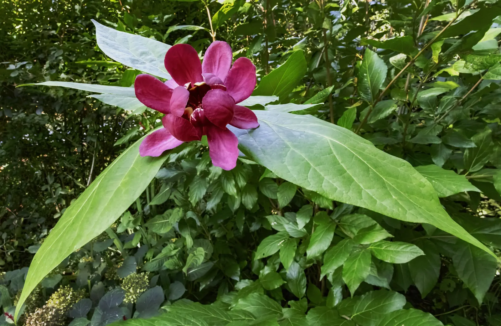 Carolina Allspice (Calycanthus Floridus) — well-drained soil with a pH level ranging from slightly acidic to neutral; which appear in late spring, image 84