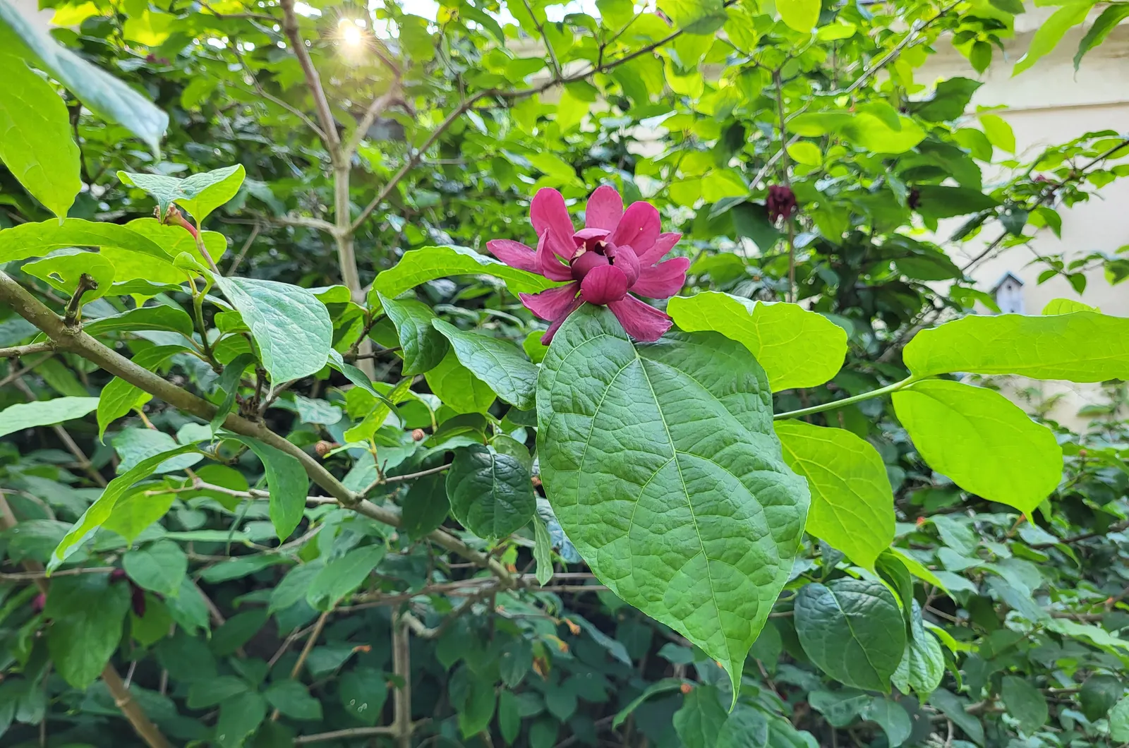 Carolina Allspice (Calycanthus Floridus) — inform them that occasional pruning may be necessary to maintain the desired shape and encourage lush growth
