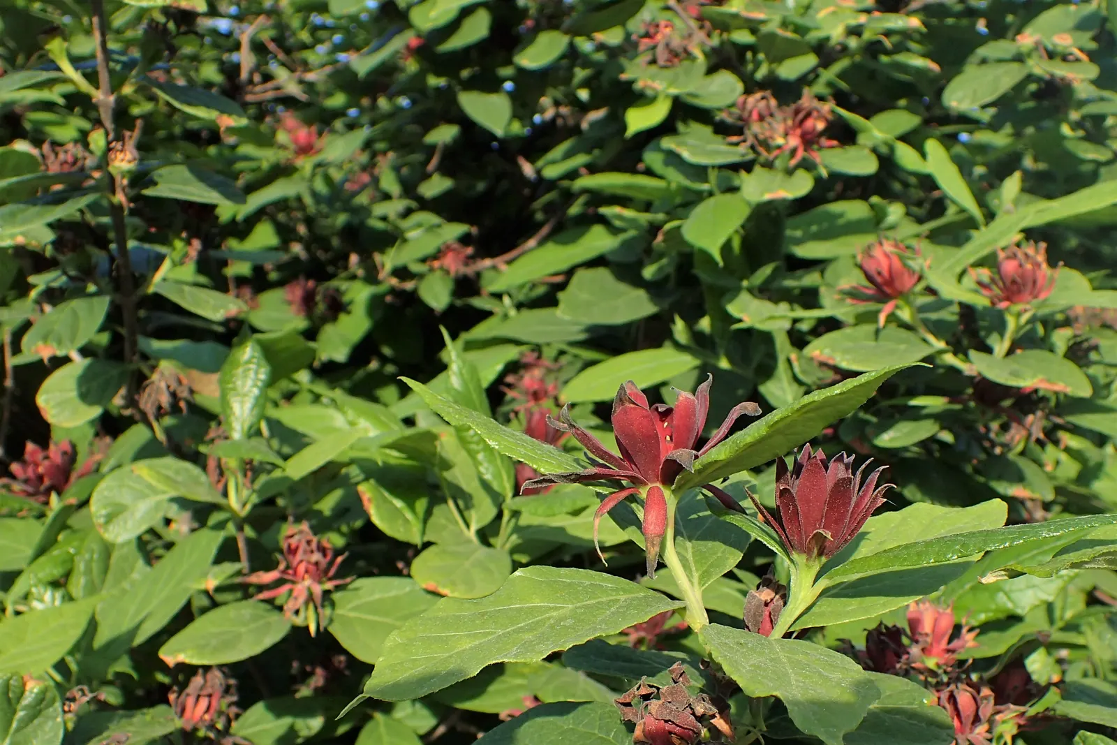 Carolina Allspice (Calycanthus Floridus) — thriving in hardiness zones 4-9; and can grow up to 6 inches in length, image 46