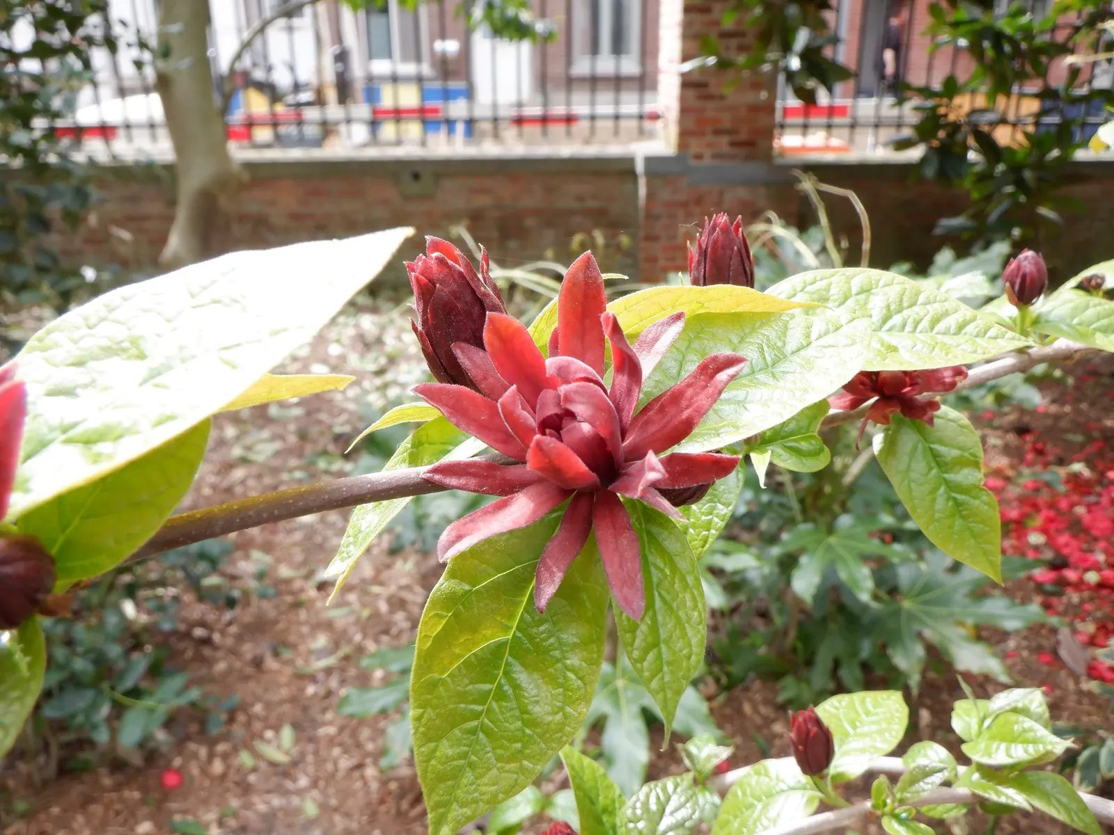 Carolina Allspice (Calycanthus Floridus) — is a deciduous shrub native to the US; reaching up to 6-9 feet in height and spread, image 89