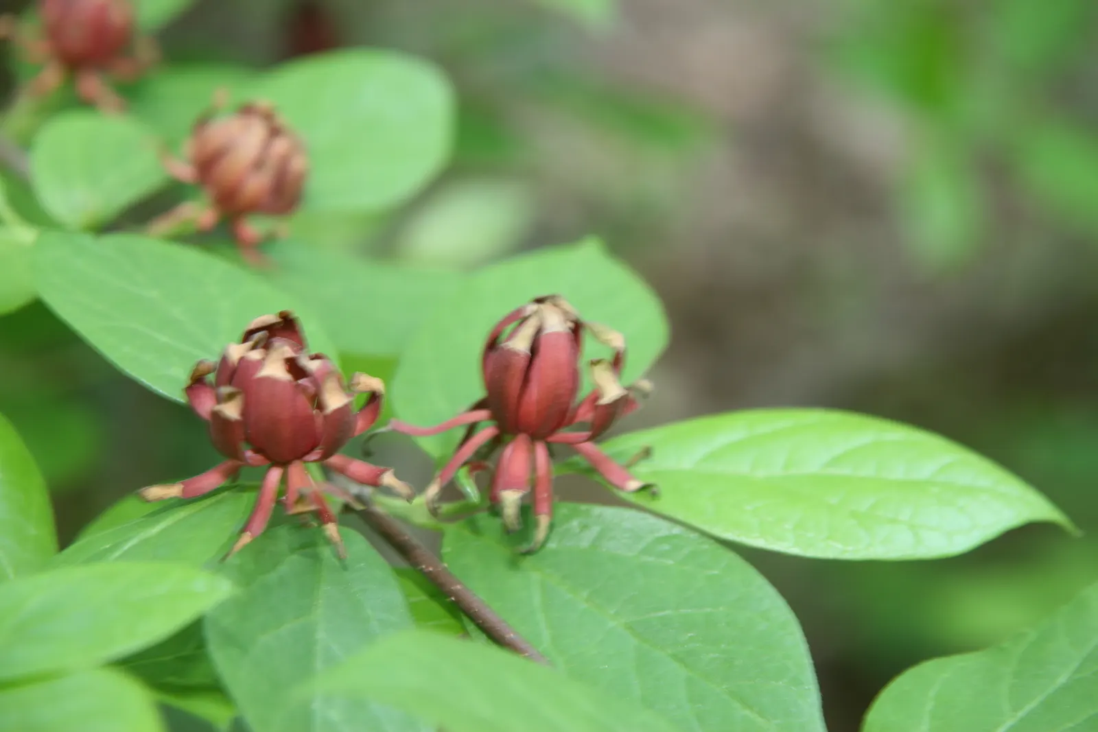 Carolina Allspice (Calycanthus Floridus) — thriving in hardiness zones 4-9; and can grow up to 6 inches in length
