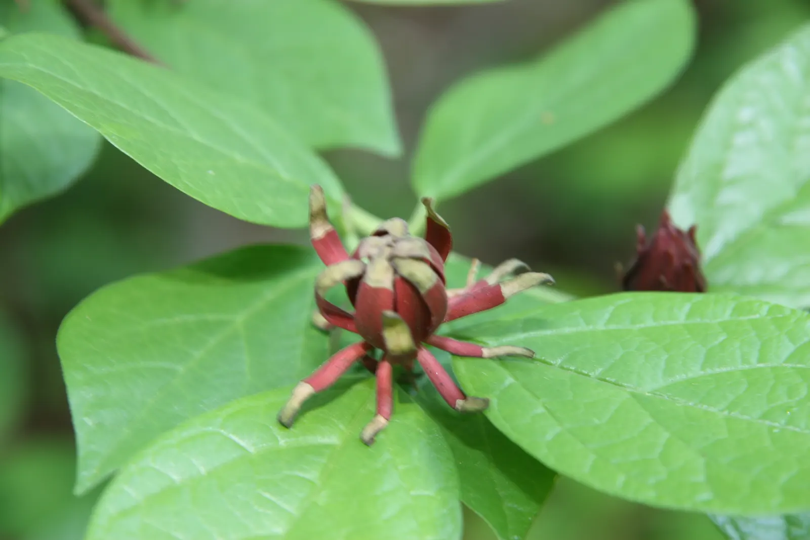Carolina Allspice (Calycanthus Floridus) — Their intoxicating fragrance has been likened to that of strawberries