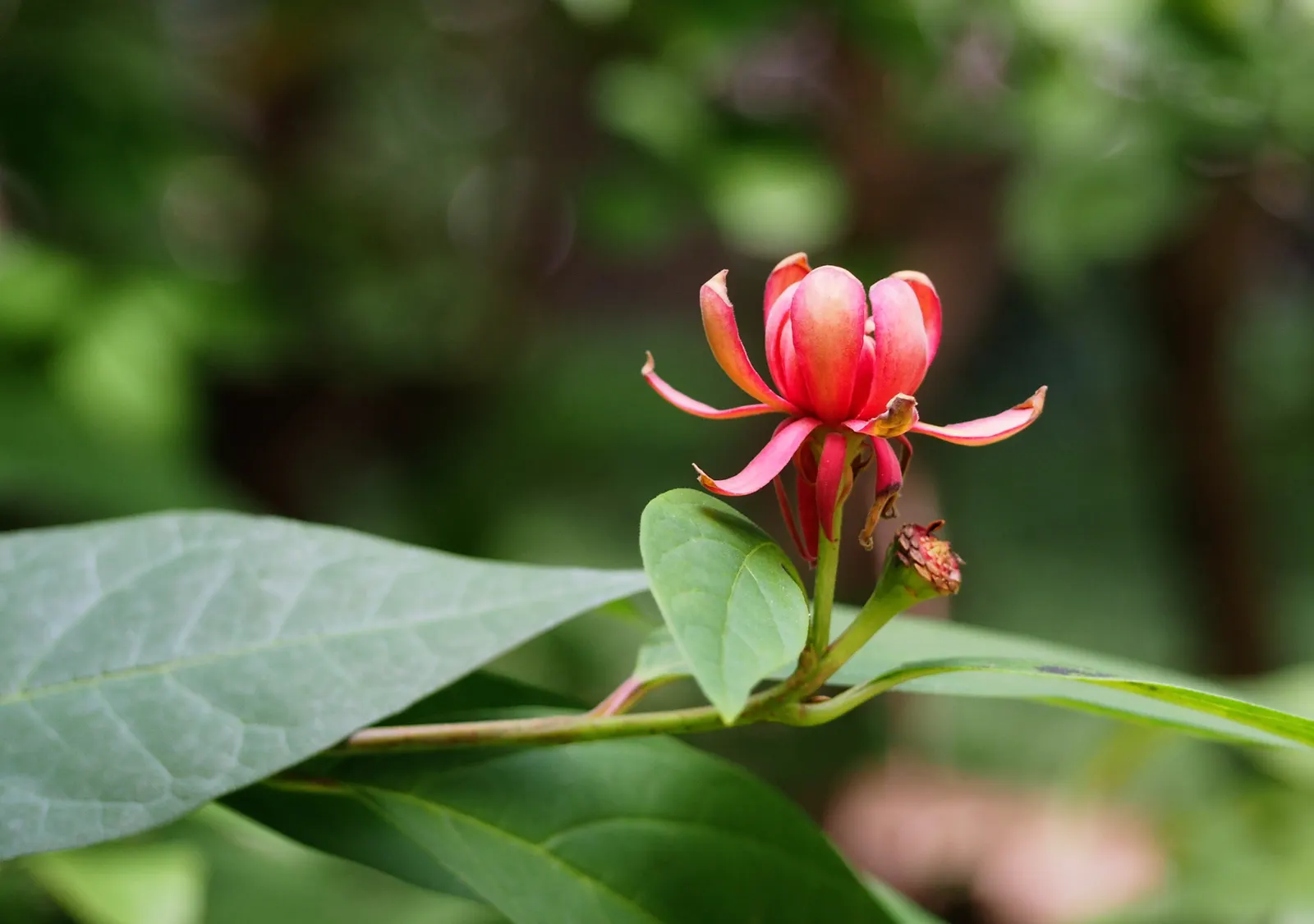 Carolina Allspice (Calycanthus Floridus) — It thrives in full sun to partial shade and prefers moist; this multi-stemmed shrub adds a unique, image 61