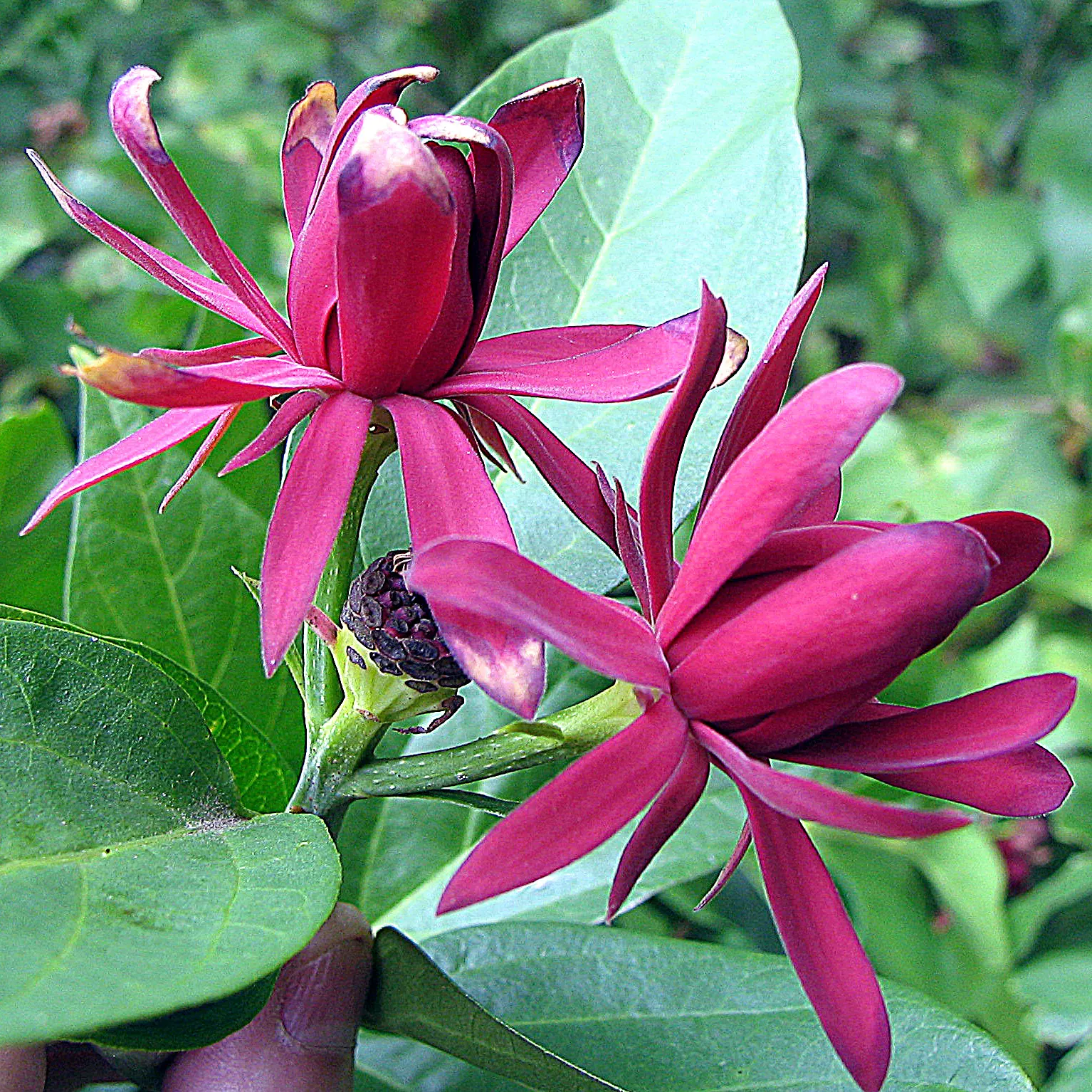 Carolina Allspice (Calycanthus Floridus) — One of the most striking features of this shrub is its flowers; their intoxicating fragrance has been, image 56